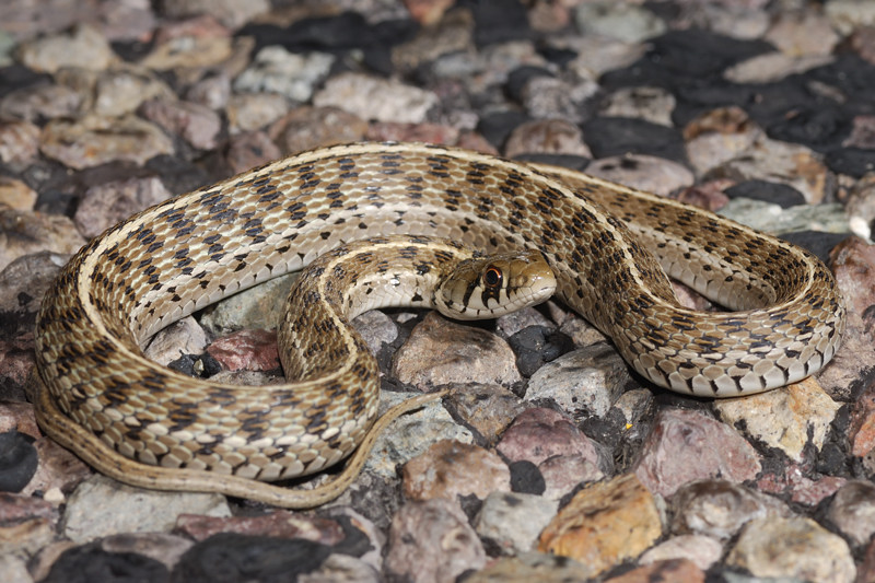The Buckeye Herps Blog West Texas Ii